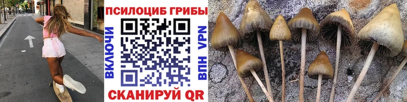 Псилоцибиновые грибы мицелий mega ТОР Грязовец